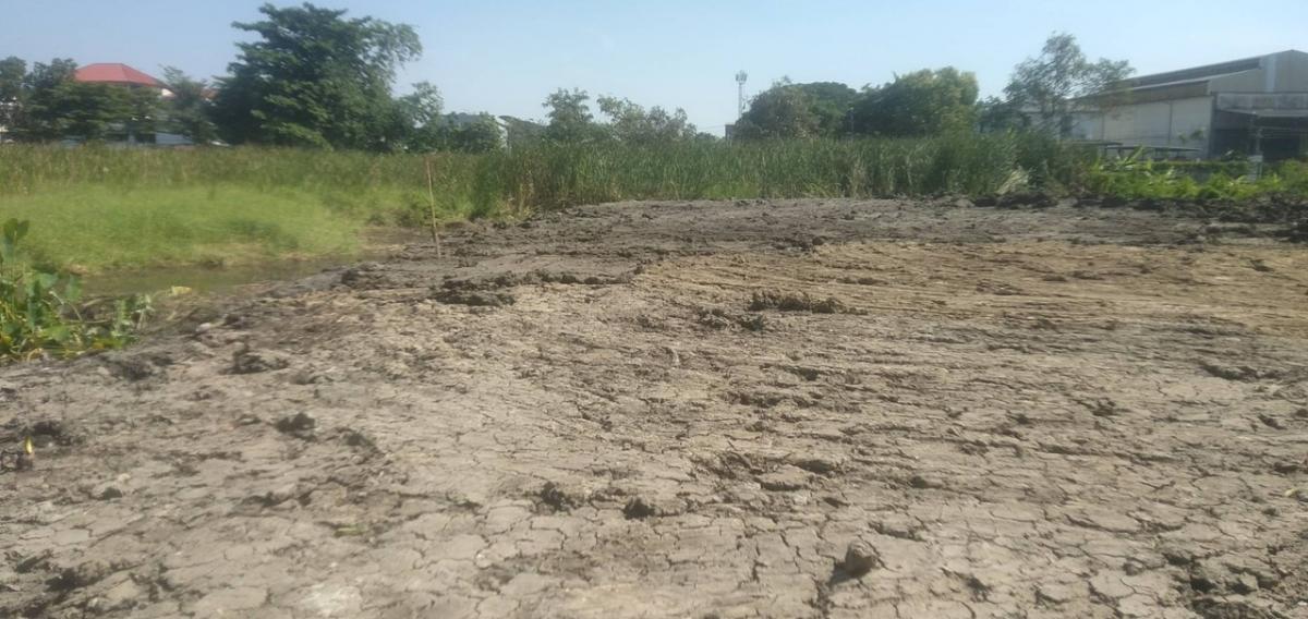 For SaleLandBang kae, Phetkasem : Empty land 355 sq.w., already filled