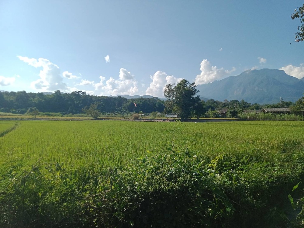 For SaleLandChiang Mai : Land for sale in Ban Pa Bong, Chiang Dao, 2 ngan 47 square wa, with a view of Doi Luang Chiang Dao and rice fields, located in the heart of the community, Ban Pa Bong, Mae Na Subdistrict, Chiang Dao District, Chiang Mai Province.