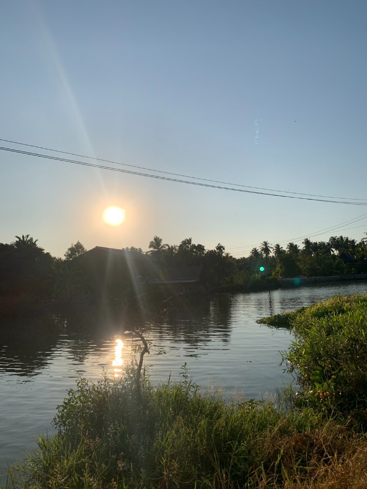 For SaleLandSamut Songkhram : Land for sale, coconut plantation by the river, Samut Songkhram Province