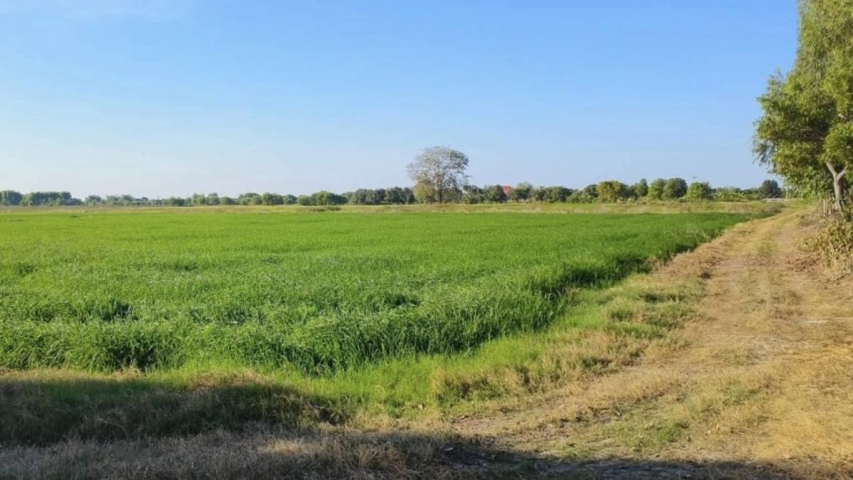 For SaleLandChachoengsao : Land for sale, vacant, used as a rice field, area 24 rai 136 square wa, Soi Wat Muang Mai, Chachoengsao-Kabin Buri Road (304), Muang Mai Subdistrict, Ratchasan District, Chachoengsao Province