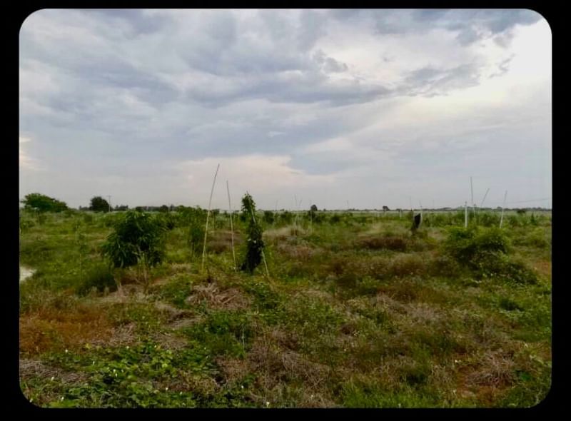 For SaleLandNakhon Pathom : Sales Land next to the irrigation canal Kamphaeng Saen Nakhon Pathom (land plot next to Rai Na Bun)