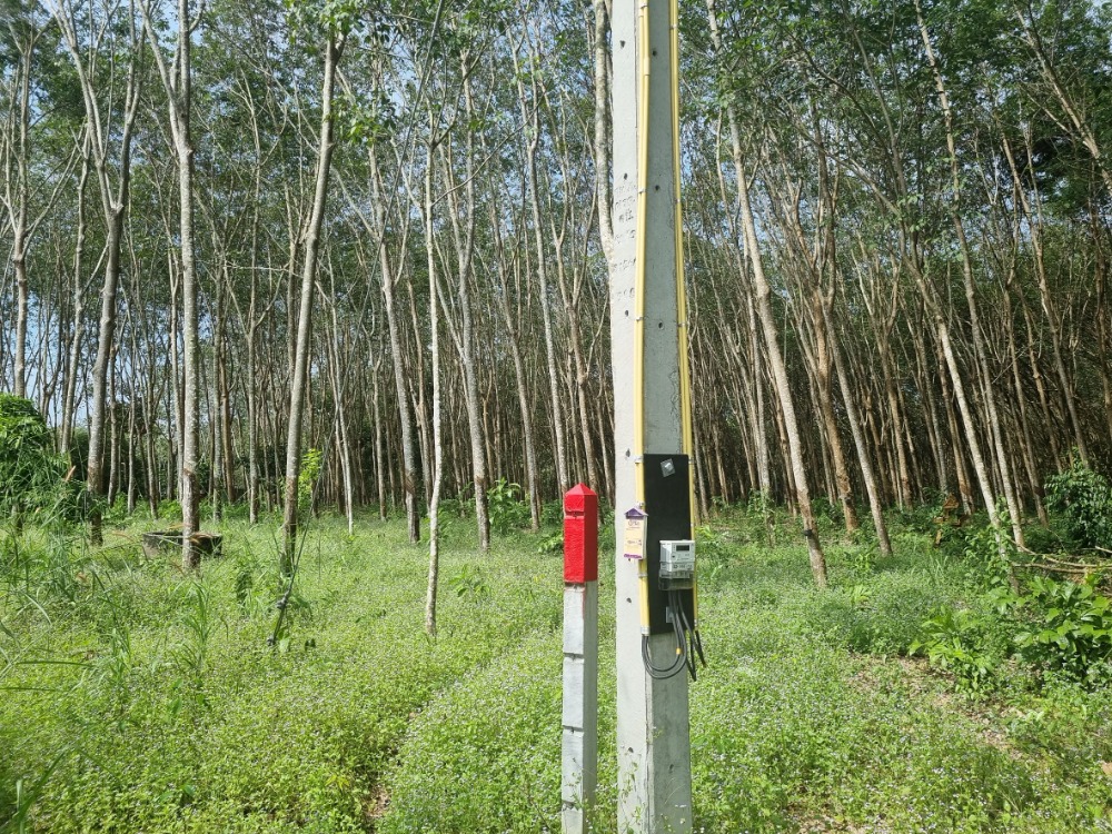 For SaleLandRayong : **Owner sells** 2 rai rubber plantation, Chakpong Subdistrict, Klaeng District, Rayong Province, 300 meters from Sukhumvit Road.