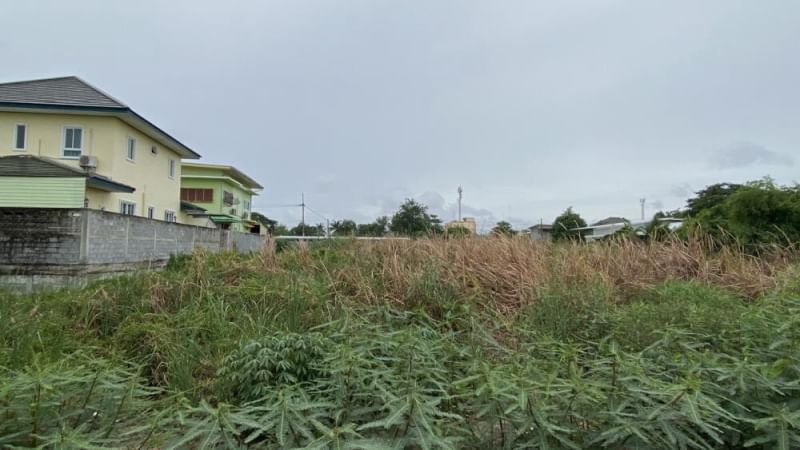 For RentLandMahachai Samut Sakhon : For Rent Land Samut Sakhon Province Soi Petchkasem 87 size 99 sq.w.