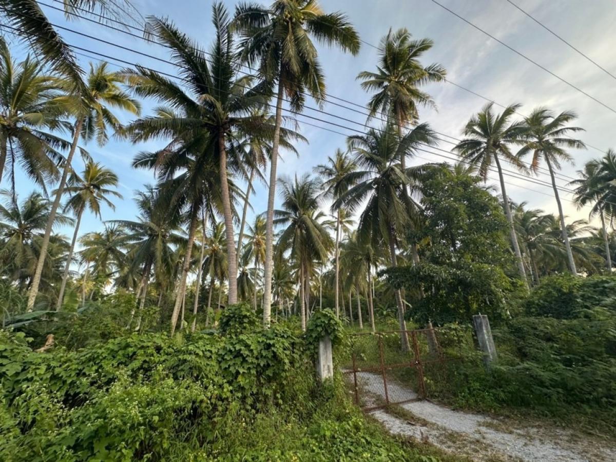 For SaleLandHuahin, Prachuap Khiri Khan, Pran Buri : 💕 Land, full plot of coconut plantation