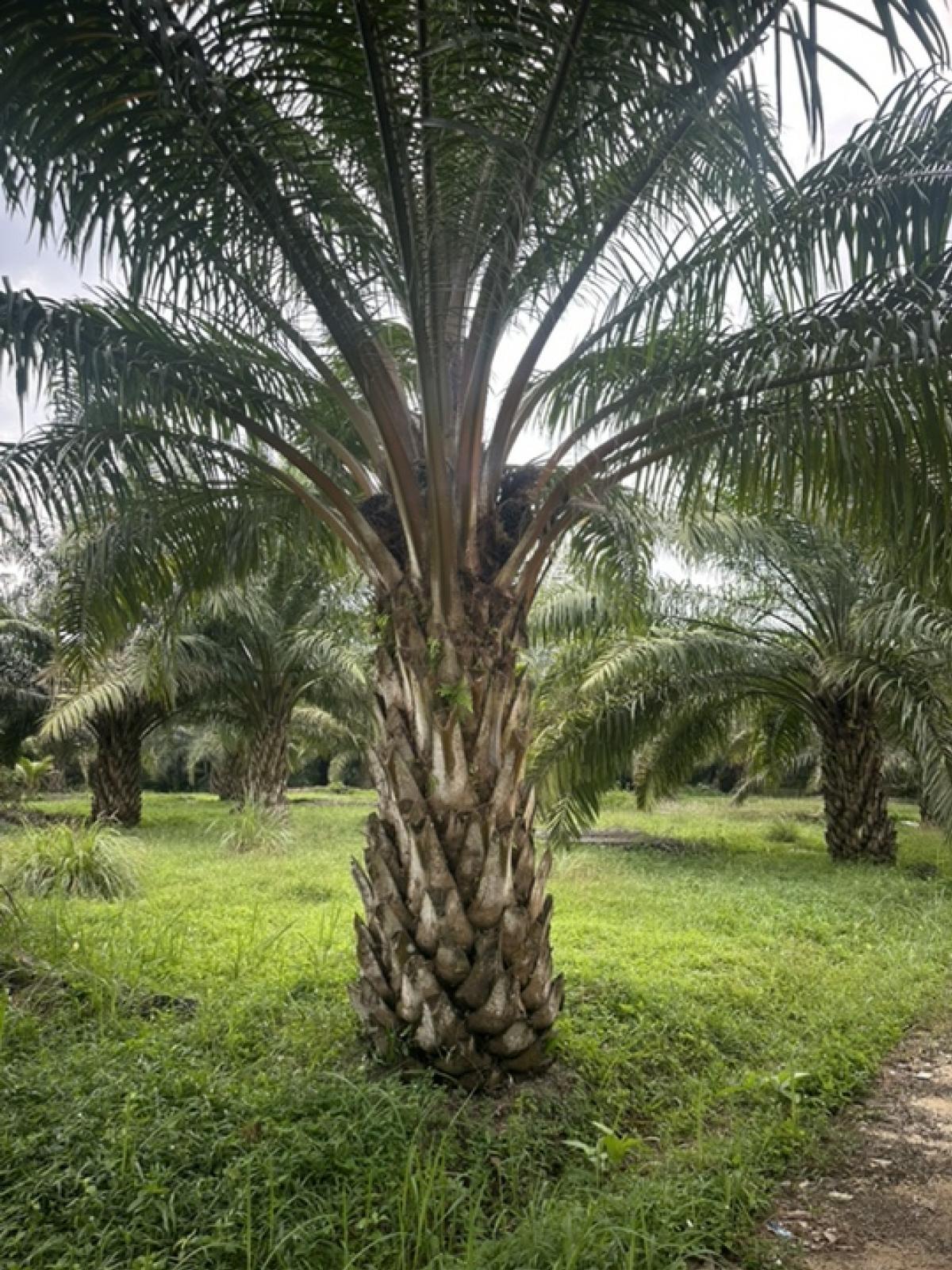 For SaleLandRanong : For sale: Beautiful 8 rai palm plantation, Ranong