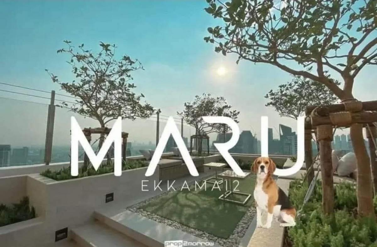 ให้เช่าคอนโดสุขุมวิท อโศก ทองหล่อ : PET FRIENDLY | MARU EKKAMAI 2 | 1BED | 34SQ.M | RENT 30K