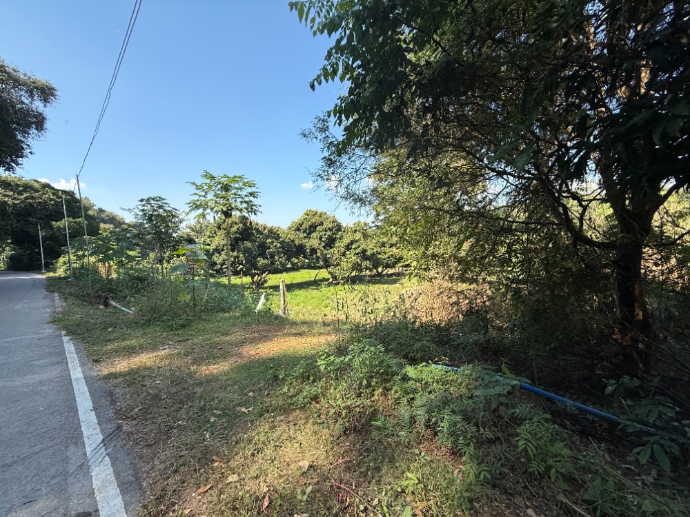 For SaleLandChiang Mai : Land for sale, Longan orchard, San Kamphaeng District, Chiang Mai, 3-3-92 rai, beautiful mountain view, cheap sale