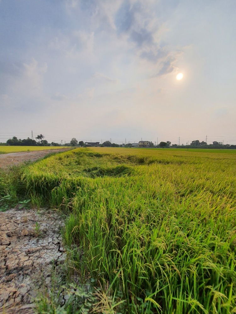 ขายที่ดินนนทบุรี บางใหญ่ บางบัวทอง : ขายที่ดิน 4ไร่ ถนนบ้านกล้วย-ไทรน้อย