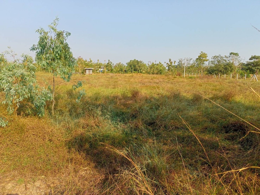 For SaleLandSuphan Buri : Land for sale, gold location Nong Sarai Subdistrict Don Chedi District Suphan Buri Province