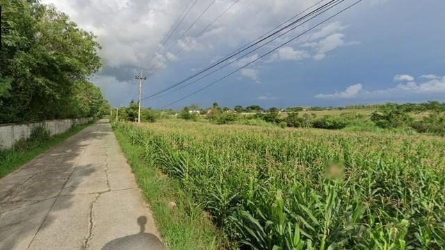 For SaleLandPak Chong KhaoYai : Land for sale in Ban Takhian Thong Road, Pak Chong District, Nakhon Ratchasima