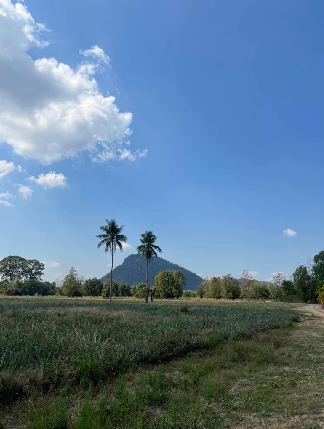 For SaleLandCha-am Phetchaburi : Land for sale 9 rai 2 ngan 98 square wah, bypass road, Cha-am-Pranburi, Sam Phraya Subdistrict, Cha-Am District, Phetchaburi