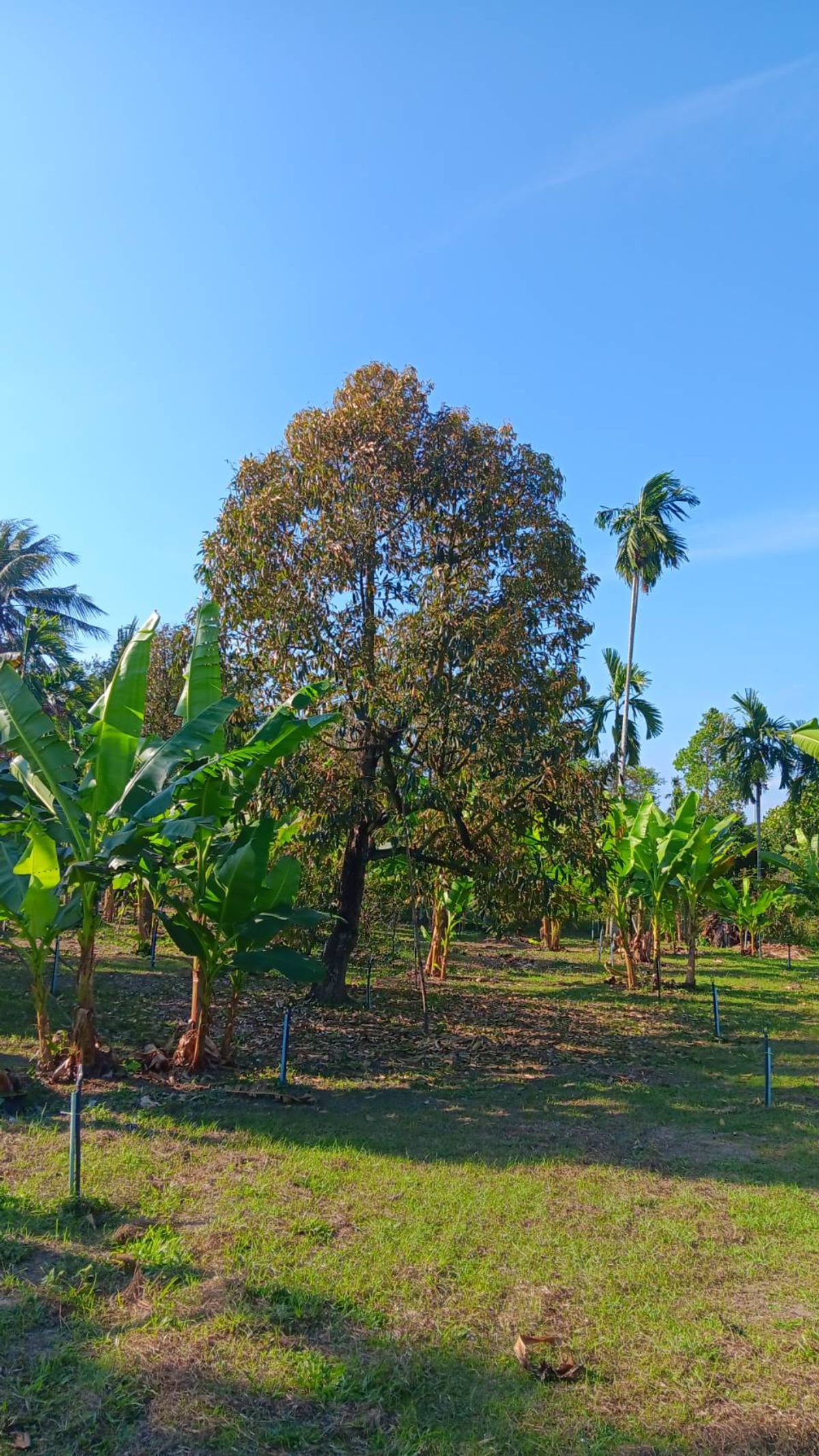 For SaleLandPrachin Buri : Urgent sale Near Noen Lee Jan Temple, Village No. 2, Mai Ked Subdistrict, Mueang District, Prachinburi Province