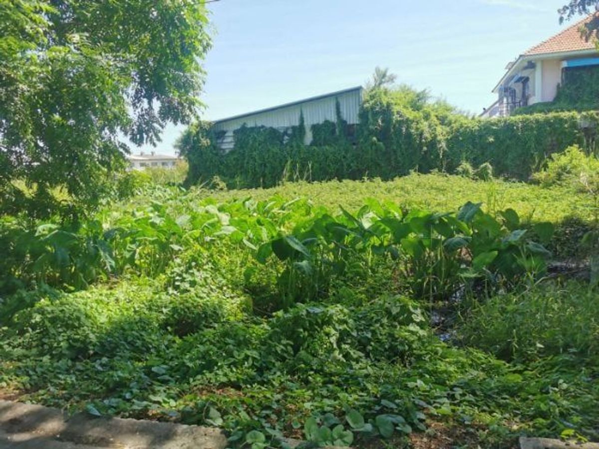 For SaleLandBang kae, Phetkasem : Petchkasem 77/3 Land for sale, welfare 2, Soi 15, behind Wang Thong Village, opposite Asia University, Bangkok