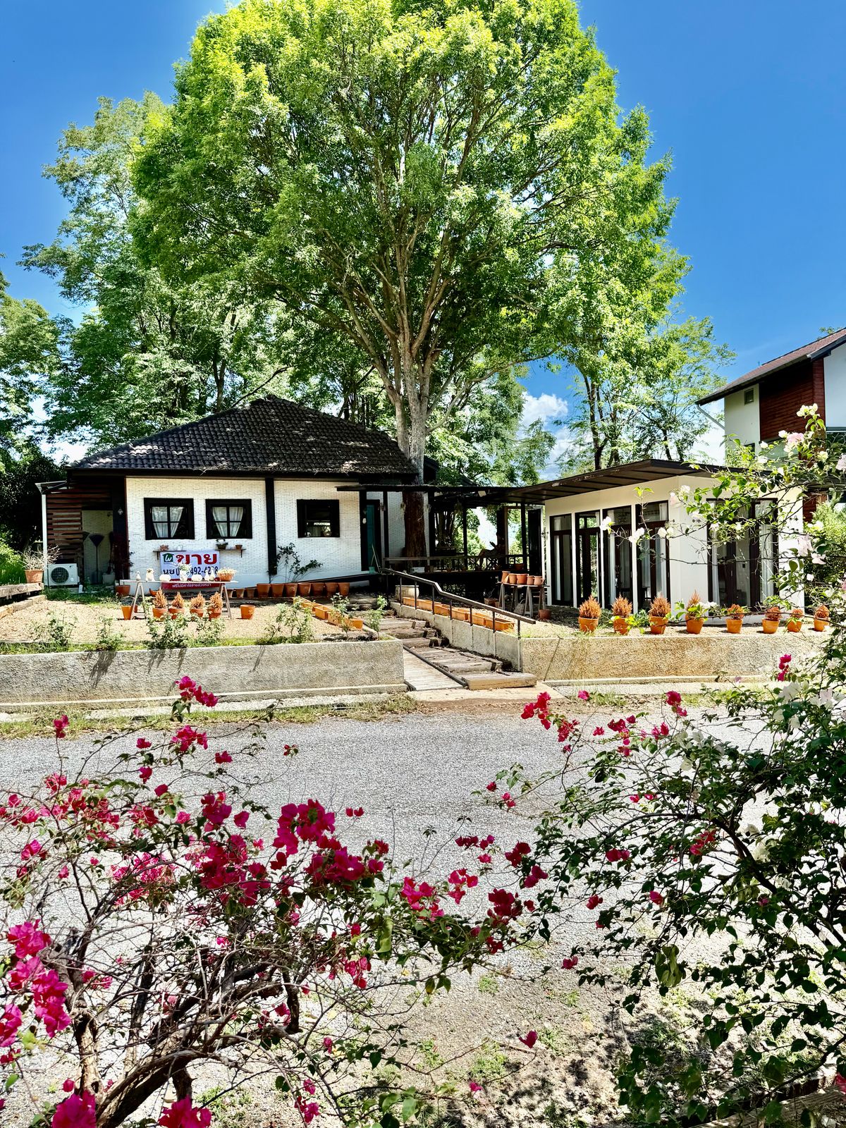 For SaleHousePak Chong KhaoYai : Single house for sale, Khao Yai , size 126 sq.wah, living space 300 sq.m.  