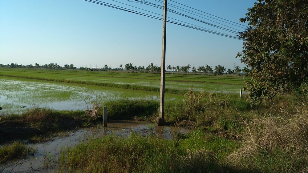 ขายที่ดินฉะเชิงเทรา : ขายที่ดินถูกด่วน