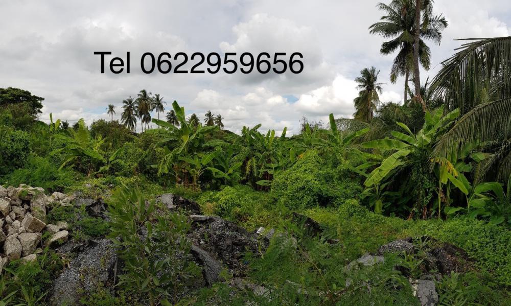 For SaleLandBang kae, Phetkasem : Land for sale in Bang Khae Kanchanapisek location, next to the road.